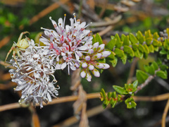 Agathosma ciliaris