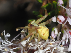 Agathosma ciliaris