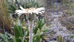 Celmisia spectabilis