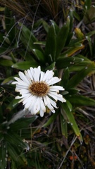 Celmisia spectabilis