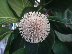 Neonauclea reticulata