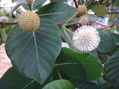 Neonauclea reticulata