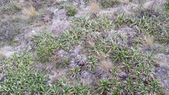 Celmisia spectabilis