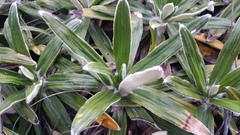 Celmisia spectabilis