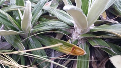 Celmisia spectabilis