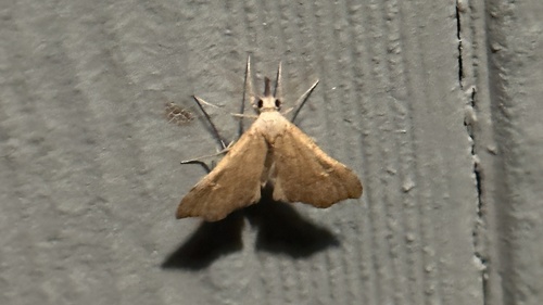 White-spotted Redectis Moth photo 6