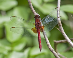 Erythrodiplax ines