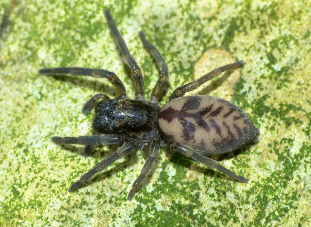 Amaurobioidini
