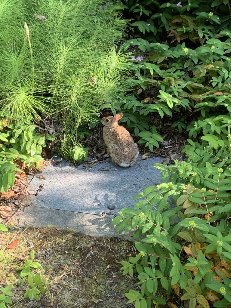 Eastern Cottontail from University of Washington, Seattle, WA, US on