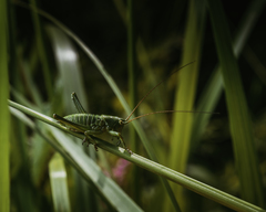 Tettigonia