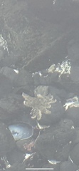 Pycnopodia helianthoides image