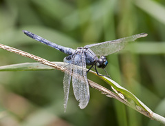 Erythrodiplax kimminsi