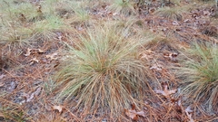 Aristida stricta