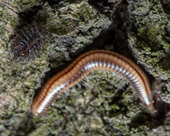 Diplopoda