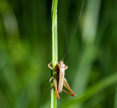 Roeseliana roeselii