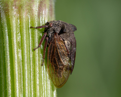 Centrotus cornutus