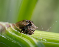 Centrotus cornutus