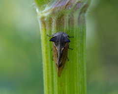 Centrotus cornutus
