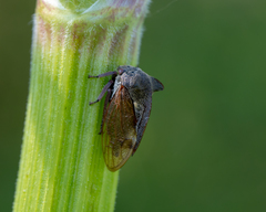 Centrotus cornutus