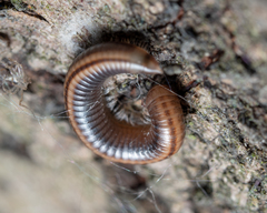 Diplopoda