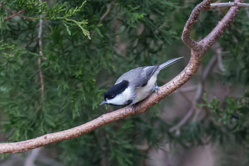 Carolina Chickadee photographed in Delaware
