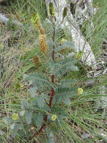 Image of Astragalus pycnostachyus by (c) Garth Harwood, some rights reserved (CC BY)