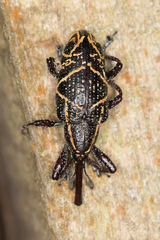 Heilipus clathratus