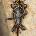 Heilipus clathratus - Photo (c) Greg Lasley, alguns direitos reservados (CC BY-NC), uploaded by Greg Lasley