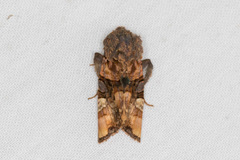 Euplexia triplaga