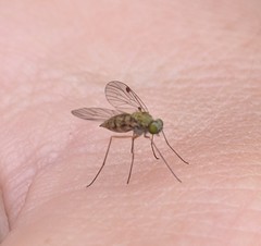 Chrysopilus asiliformis