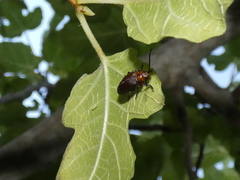 Poneridia semipullata