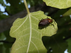 Poneridia semipullata
