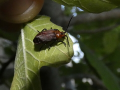 Poneridia semipullata