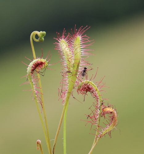 Drosera anglica