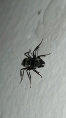 Myrmaphaenus