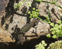 Podarcis muralis nigriventris