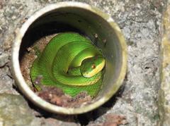 Trimeresurus albolabris