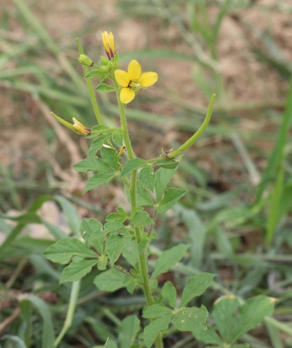 Asian Spiderflower