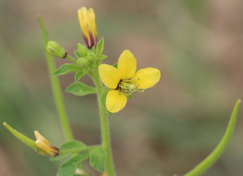 Asian Spiderflower