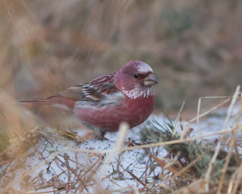 Pallas's Rosefinch