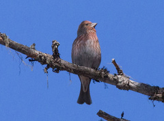 Carpodacus roseus