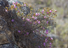 Rhododendron ledebourii
