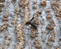 Parachartergus apicalis