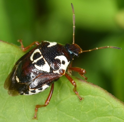 Anchor Stink Bug photo 4