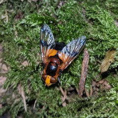 Volucella inflata