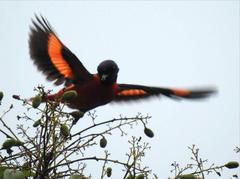 Pericrocotus speciosus