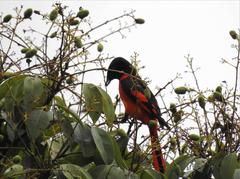 Pericrocotus speciosus