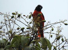 Pericrocotus speciosus