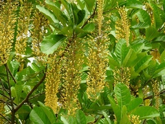 Lophanthera