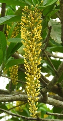Lophanthera